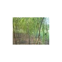 河北黃柳價(jià)格，黃柳基地