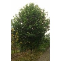 成都千蜀園林供應(yīng)8-12cm樂昌含笑