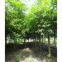 供應(yīng)杜英 成都山杜英