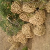 供應(yīng)山西營養(yǎng)缽油松，營養(yǎng)缽油松