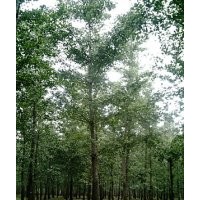 長(zhǎng)期15到18公分銀杏樹