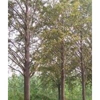 低價(jià)銀杏樹