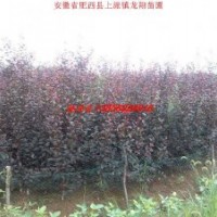 紫葉李、高桿女貞、香樟、紫薇、烏桕、樸樹、廣玉蘭、桂花、海桐