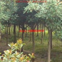 紅葉石楠、高桿石楠、紅葉李、大葉女貞、香樟