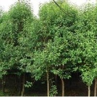 葉女貞造型修剪時的注意事項