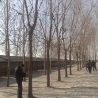 供應15公分的黃垂柳