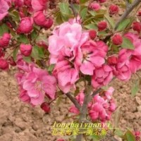 錦繡海棠，西府海棠，垂絲海棠，冬紅海棠，豐盛海棠