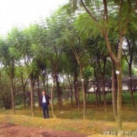 藍(lán)花楹，四川藍(lán)花楹，藍(lán)花楹大樹，藍(lán)花楹基地