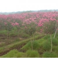 河南園林綠化苗圃基地供應(yīng)紫薇、大葉黃楊、桂花等綠化苗木