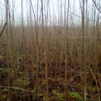 南昌縣 池杉、白楊樹、香樟樹