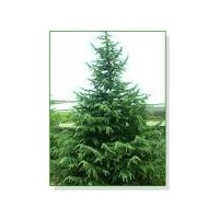 供應(yīng)雪松、蜀檜、廣玉蘭、白玉蘭、垂柳、紅葉石楠、紫薇、紅葉李