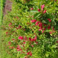 供應(yīng)河北定州各種花灌木