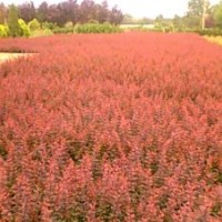 金葉女貞 紅葉小檗 金邊黃楊 灑金柏