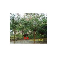 供應(yīng)紫薇小苗，2公分紫薇，3公分紫薇,4公分紫薇，5公分紫薇，6公