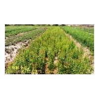 供應(yīng)三角楓小苗，2公分三角楓，3公分三角楓，4公分三角楓，5公分