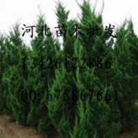 供應(yīng)白皮松 白皮松哪里便宜 大量出售白皮松 白皮松基地 白皮松