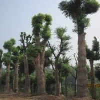 苗圃大量供應20公分--50公分骨架移植香樟