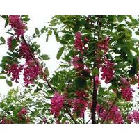 香花槐金銀花造型樹，國槐，棗樹造型的