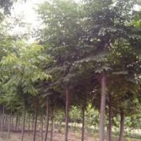 低價(jià)供應(yīng)法桐 速生法桐 骨架法桐