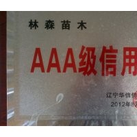 出售云杉 油松 樟子松