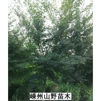 雞爪槭，桂花，大葉女貞，樂(lè)昌含笑，紫薇