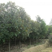 安徽肥西供應優(yōu)質(zhì)綠化小苗黃連木 廣玉蘭 桂花 樸樹 木瓜 烏桕 三