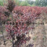 供應(yīng)各種規(guī)格紫葉李 紫葉李苗 小苗 美人梅 榆葉梅 紅葉李
