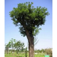 供應(yīng)原生大國槐，原生大刺槐，原生大勾樹