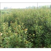 紅葉石楠綠籬專業(yè)生產(chǎn)大型基地低價