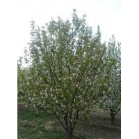 八棱海棠樹低價出售，1-20公分精品，電話報價