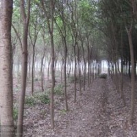 高桿女貞價格，高桿女貞小苗價格，