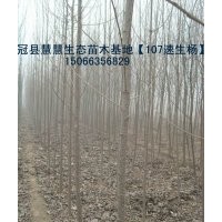 現(xiàn)貨供應(yīng)當年107速生楊、三倍體毛白楊