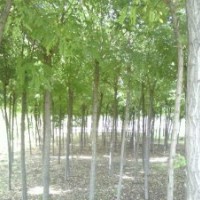 國(guó)槐樹基地