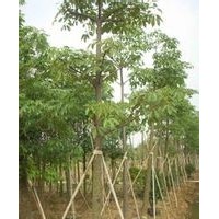 廣東苗木木棉批發(fā)-低價(jià)木棉直銷-苗木木棉批發(fā)