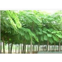 河北合歡 合歡樹價(jià)格 哪里有合歡樹苗木