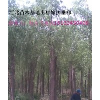 2012年速生柳價(jià)格