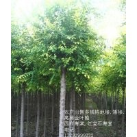 農(nóng)戶出售金葉榆地接。高接