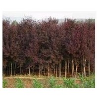優(yōu)質(zhì)紅葉李苗木供應(yīng)商