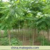 火炬樹(shù) 河北火炬樹(shù) 保定火炬樹(shù) 火炬樹(shù)小苗