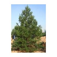 營養(yǎng)缽油松，工程用油松，占地油松，羅根油松，土球油松