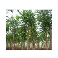 山東千頭椿.千頭椿價(jià)格.千頭椿供應(yīng)