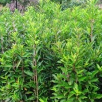 供應(yīng)法國冬青，木槿，紫荊，丁香，紅梅，綠梅，榆葉梅，紅楓，櫻