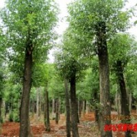 供應(yīng)20公分截桿香樟樹益陽市慧林園林