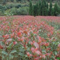 售紅葉石楠.黃楊,冬青.龍柏.塔柏.蜀檜.