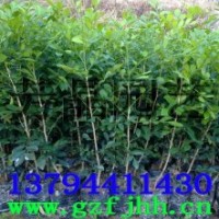 九里香苗 九里香小苗 九里香樹苗 九里香種子