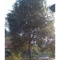 低價供應桂花苗/桂花苗木/桂花樹