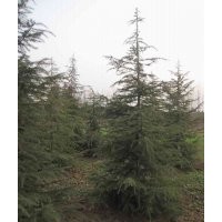 實(shí)生白玉蘭價(jià)格-嫁接白玉蘭價(jià)格-5公分白玉蘭價(jià)格