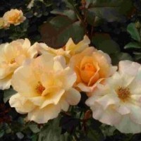 供應(yīng)豐花月季