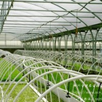 供應(yīng)四川正宗優(yōu)質(zhì)竹柳基地