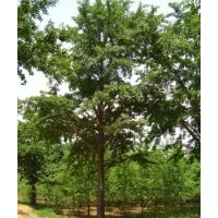 低價(jià)供應(yīng)1-60公分銀杏樹(shù)